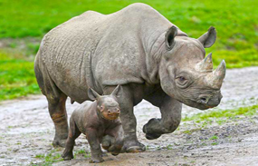Rhino Endangered Animals
