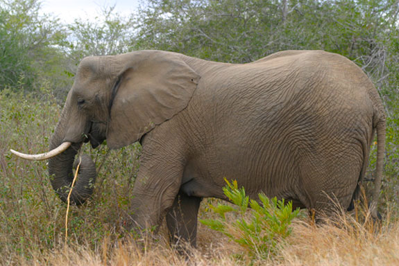 Endangered African Elephant