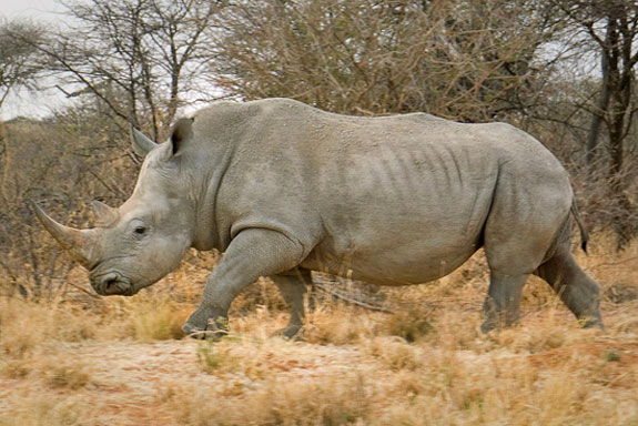 Endangered African Rhino